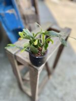 Zdjęcie rosliny doniczkowej Rhipsalis Crispata, ujęcie 2