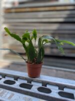 Zdjęcie rosliny doniczkowej Rhipsalis Crispata, ujęcie 3