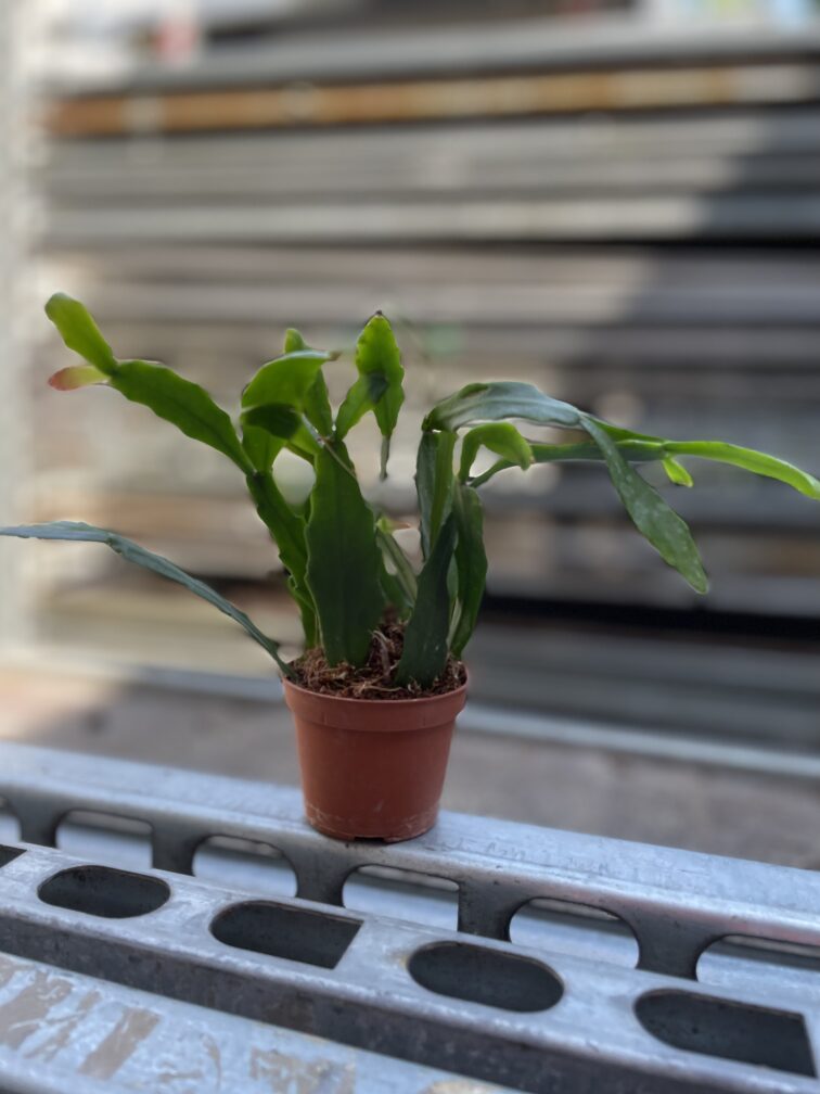 Zdjęcie rosliny doniczkowej Rhipsalis Crispata, ujęcie 3