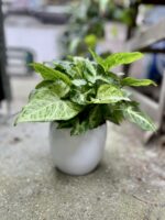 Zdjęcie rosliny doniczkowej Syngonium Arrow, ujęcie 1