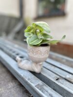 Zdjęcie rosliny doniczkowej Tradescantia sillamontana variegata (Trzykrotka włochata), ujęcie 1