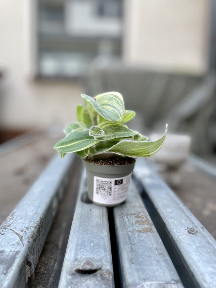 Zdjęcie rosliny doniczkowej Tradescantia sillamontana variegata (Trzykrotka włochata), ujęcie 2