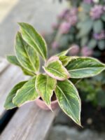 Zdjęcie rosliny doniczkowej Aglaonema Salmon Fantasy, ujęcie 1