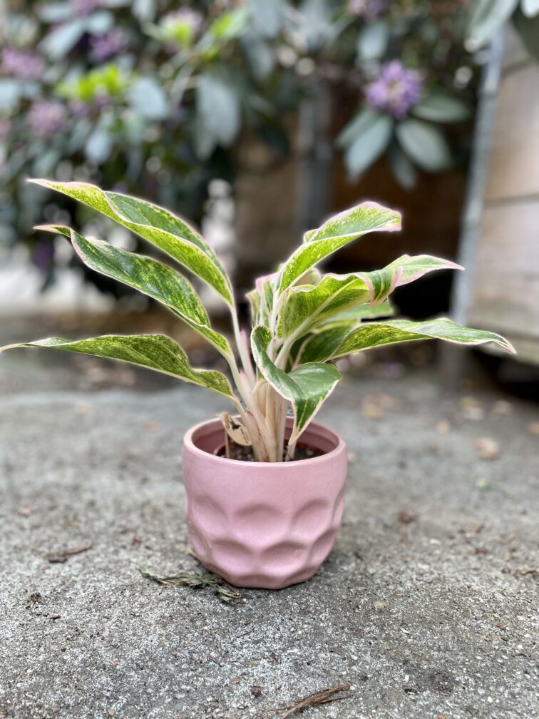 Zdjęcie rosliny doniczkowej Aglaonema Salmon Fantasy, ujęcie 2