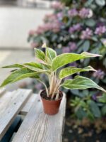 Zdjęcie rosliny doniczkowej Aglaonema Salmon Fantasy, ujęcie 3