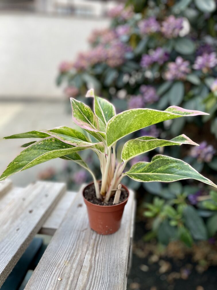 Zdjęcie rosliny doniczkowej Aglaonema Salmon Fantasy, ujęcie 3
