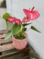 Zdjęcie rosliny doniczkowej Anthurium Livium Ruby, ujęcie 1