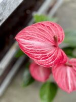 Zdjęcie rosliny doniczkowej Anthurium Livium Ruby, ujęcie 2