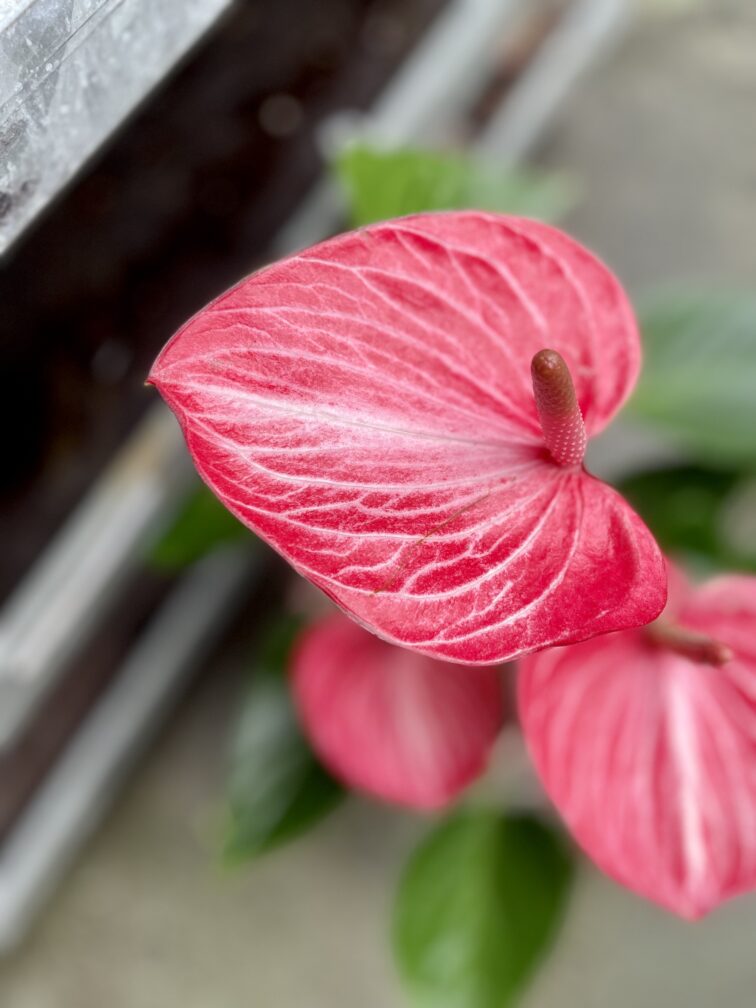Zdjęcie rosliny doniczkowej Anthurium Livium Ruby, ujęcie 2