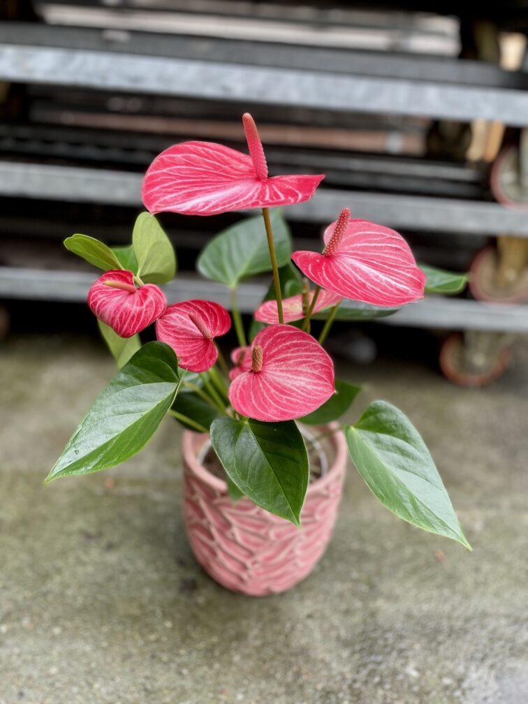 Zdjęcie rosliny doniczkowej Anthurium Livium Ruby, ujęcie 3