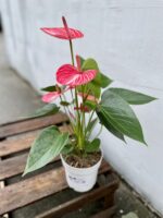 Zdjęcie rosliny doniczkowej Anthurium Livium Ruby, ujęcie 4