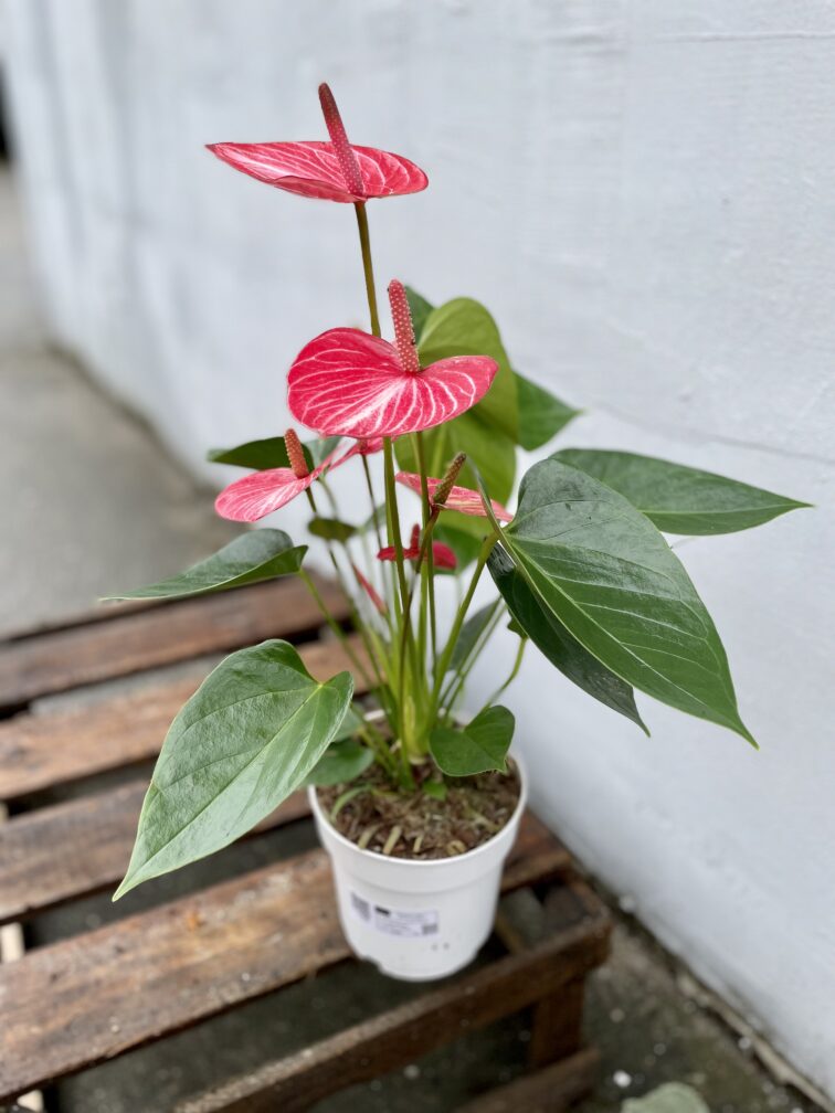 Zdjęcie rosliny doniczkowej Anthurium Livium Ruby, ujęcie 4