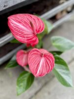 Zdjęcie rosliny doniczkowej Anthurium Livium Ruby, ujęcie 5