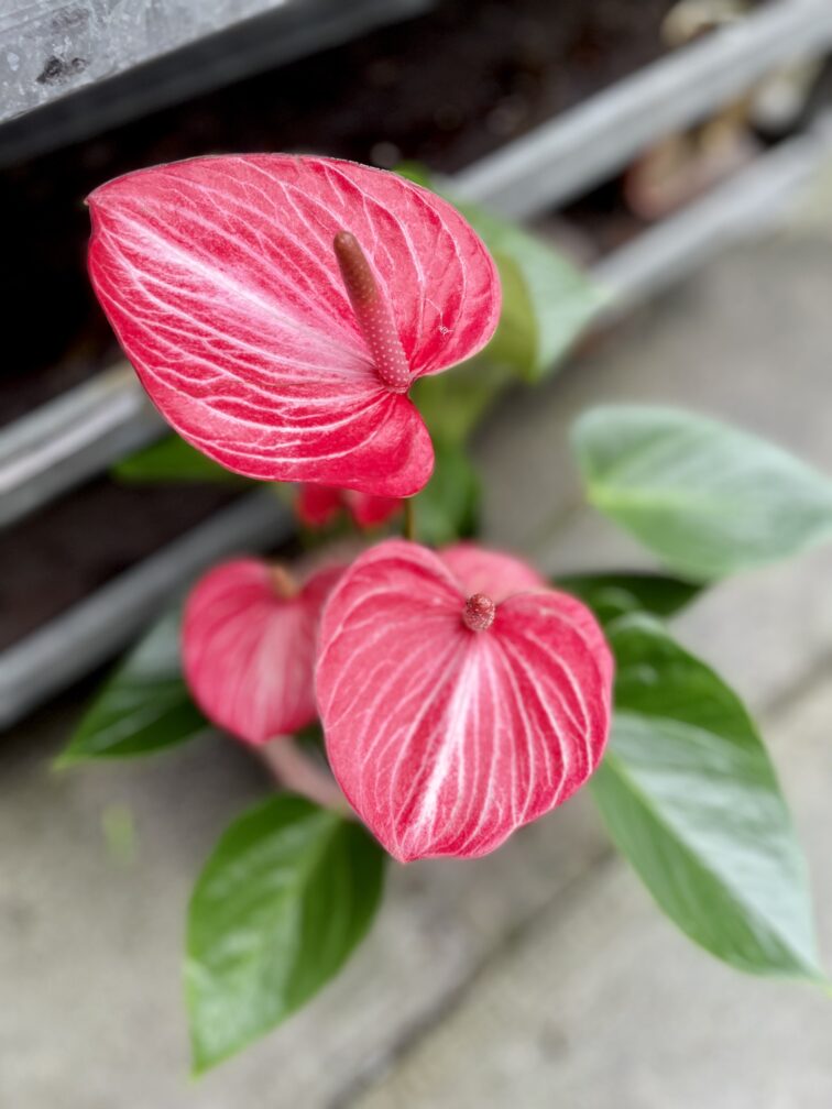 Zdjęcie rosliny doniczkowej Anthurium Livium Ruby, ujęcie 5