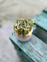 Zdjęcie rosliny doniczkowej Begonia Amphioxus, ujęcie 1