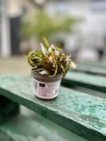 Zdjęcie rosliny doniczkowej Begonia Amphioxus, ujęcie 2