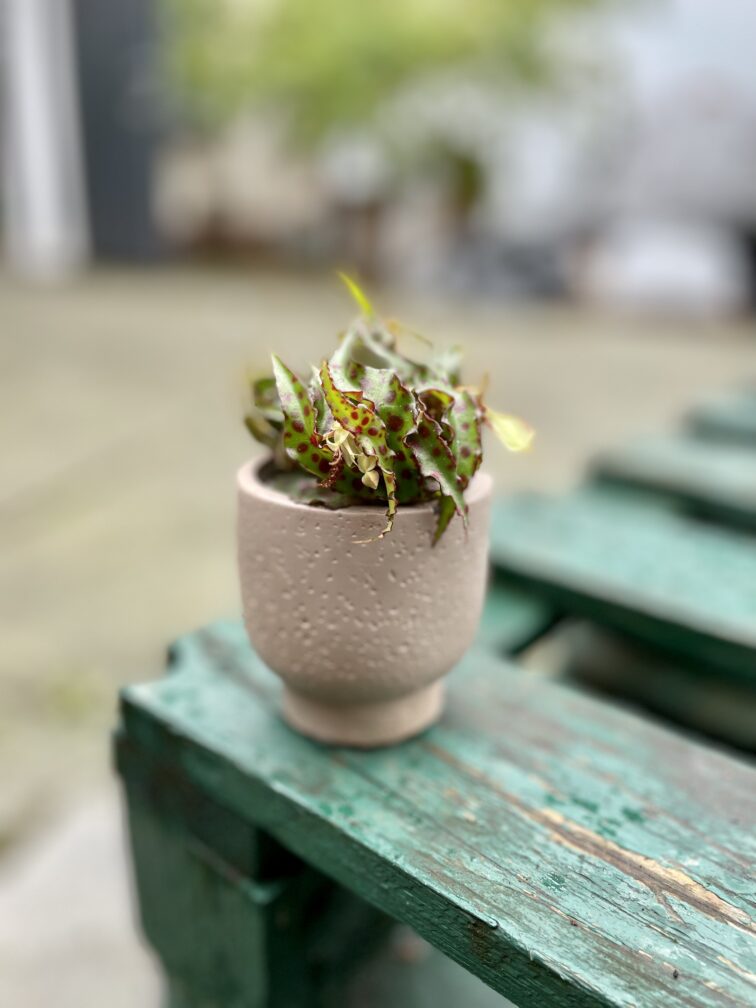 Zdjęcie rosliny doniczkowej Begonia Amphioxus, ujęcie 3