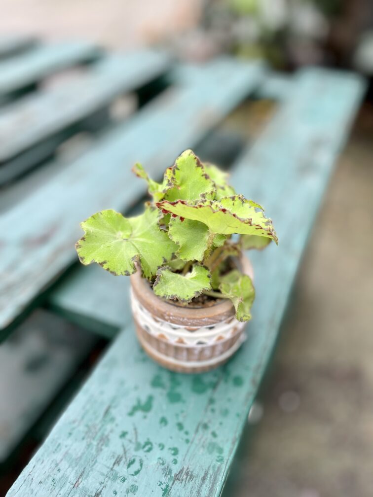 Zdjęcie rosliny doniczkowej Begonia rex Jive, ujęcie 1