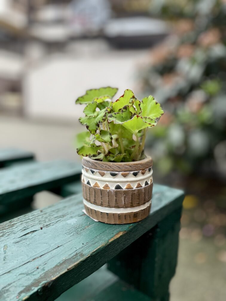 Zdjęcie rosliny doniczkowej Begonia rex Jive, ujęcie 2