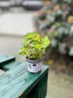 Zdjęcie rosliny doniczkowej Begonia rex Jive, ujęcie 3