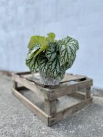 Zdjęcie rosliny doniczkowej Begonia rex Kings Spirit, ujęcie 1