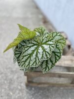 Zdjęcie rosliny doniczkowej Begonia rex Kings Spirit, ujęcie 2