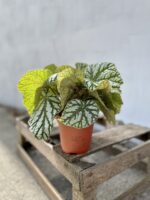 Zdjęcie rosliny doniczkowej Begonia rex Kings Spirit, ujęcie 3