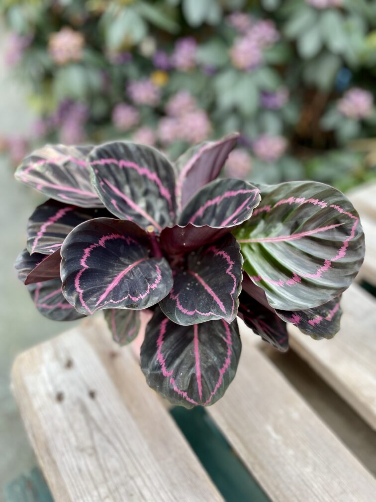 calathea-roseopicta_13x35-1_1686994205.jpg Zdjęcie rosliny doniczkowej Calathea roseopicta (Kalatea), ujęcie 1