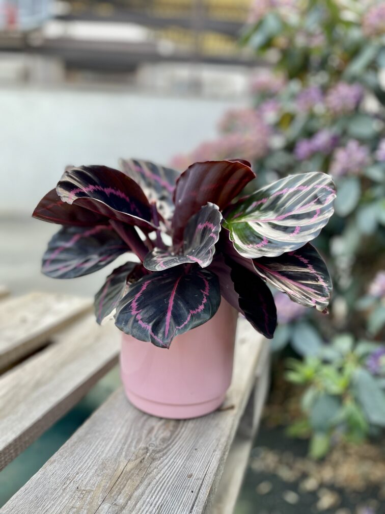 Zdjęcie rosliny doniczkowej Calathea roseopicta (Kalatea), ujęcie 2