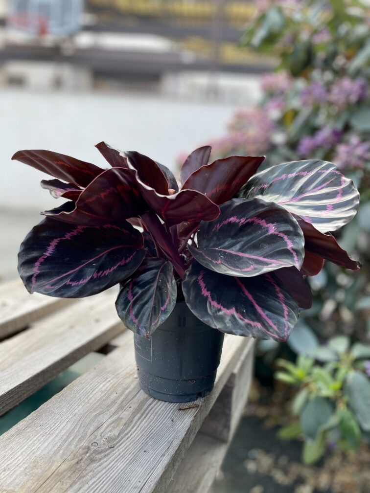 Zdjęcie rosliny doniczkowej Calathea roseopicta (Kalatea), ujęcie 3