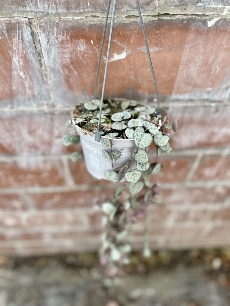 Zdjęcie rosliny doniczkowej Ceropegia woodii, ujęcie 4