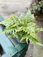Zdjęcie rosliny doniczkowej Dryopteris erythrosora (Narecznica czerwonozawijkowa), ujęcie 1