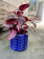Zdjęcie rosliny doniczkowej Iresine Herbstii Bloodleaf, ujęcie 1