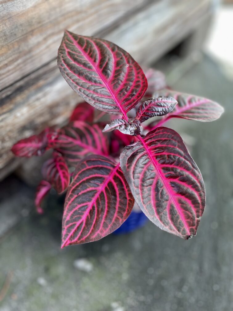 Zdjęcie rosliny doniczkowej Iresine Herbstii Bloodleaf, ujęcie 2