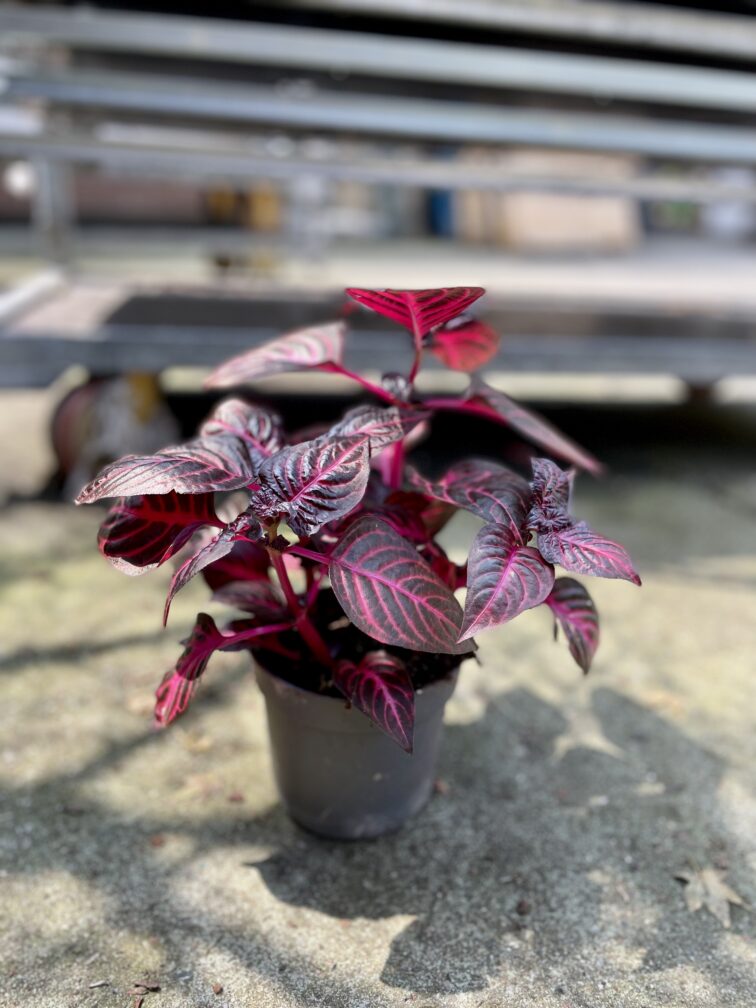 Zdjęcie rosliny doniczkowej Iresine Herbstii Bloodleaf, ujęcie 3