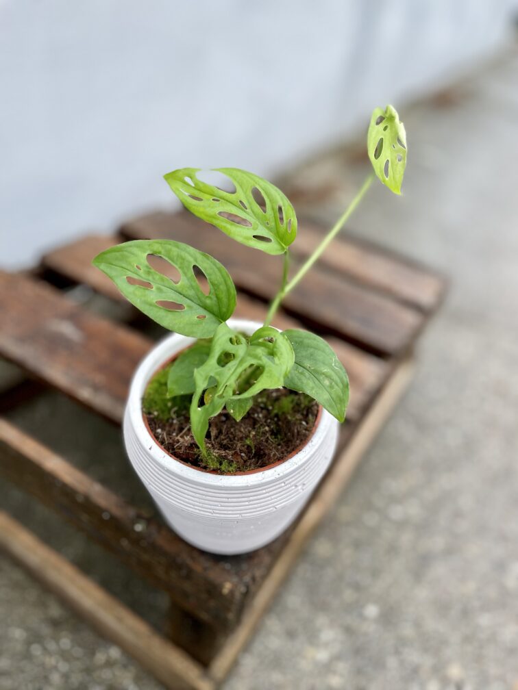 Zdjęcie rosliny doniczkowej Monstera Esqueleto, ujęcie 1