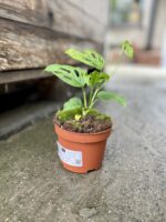 Zdjęcie rosliny doniczkowej Monstera Esqueleto, ujęcie 2