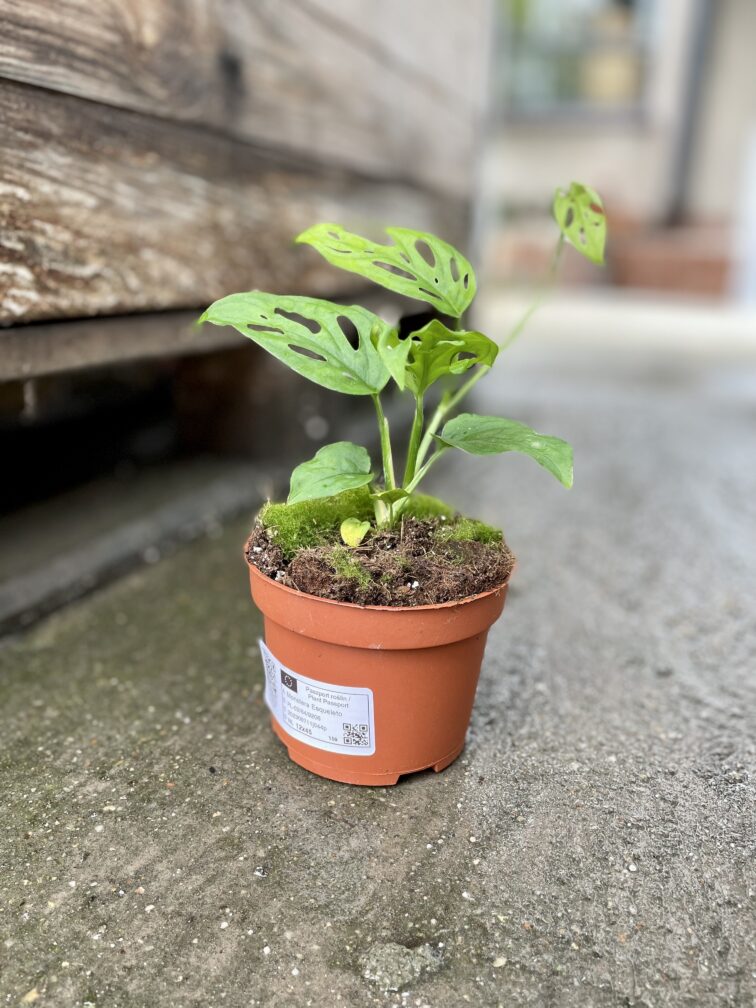 Zdjęcie rosliny doniczkowej Monstera Esqueleto, ujęcie 2