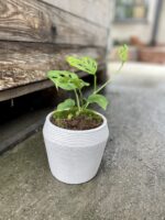 Zdjęcie rosliny doniczkowej Monstera Esqueleto, ujęcie 3