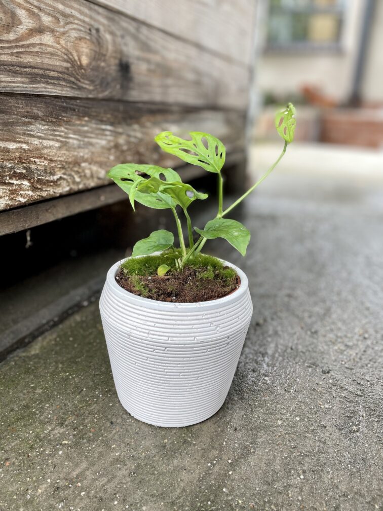 Zdjęcie rosliny doniczkowej Monstera Esqueleto, ujęcie 3