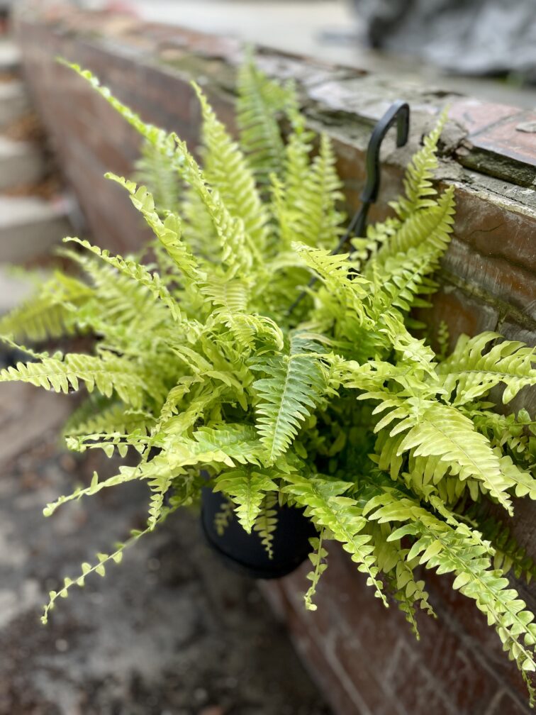 Zdjęcie rosliny doniczkowej Nephrolepis exaltata Tiger variegata (Nefrolepis wyniosły), ujęcie 1