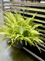 Zdjęcie rosliny doniczkowej Nephrolepis exaltata Tiger variegata (Nefrolepis wyniosły), ujęcie 3