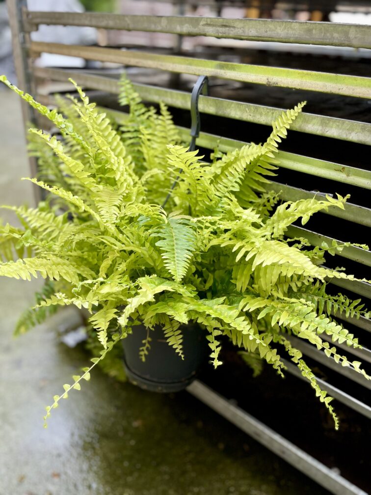 Zdjęcie rosliny doniczkowej Nephrolepis exaltata Tiger variegata (Nefrolepis wyniosły), ujęcie 3