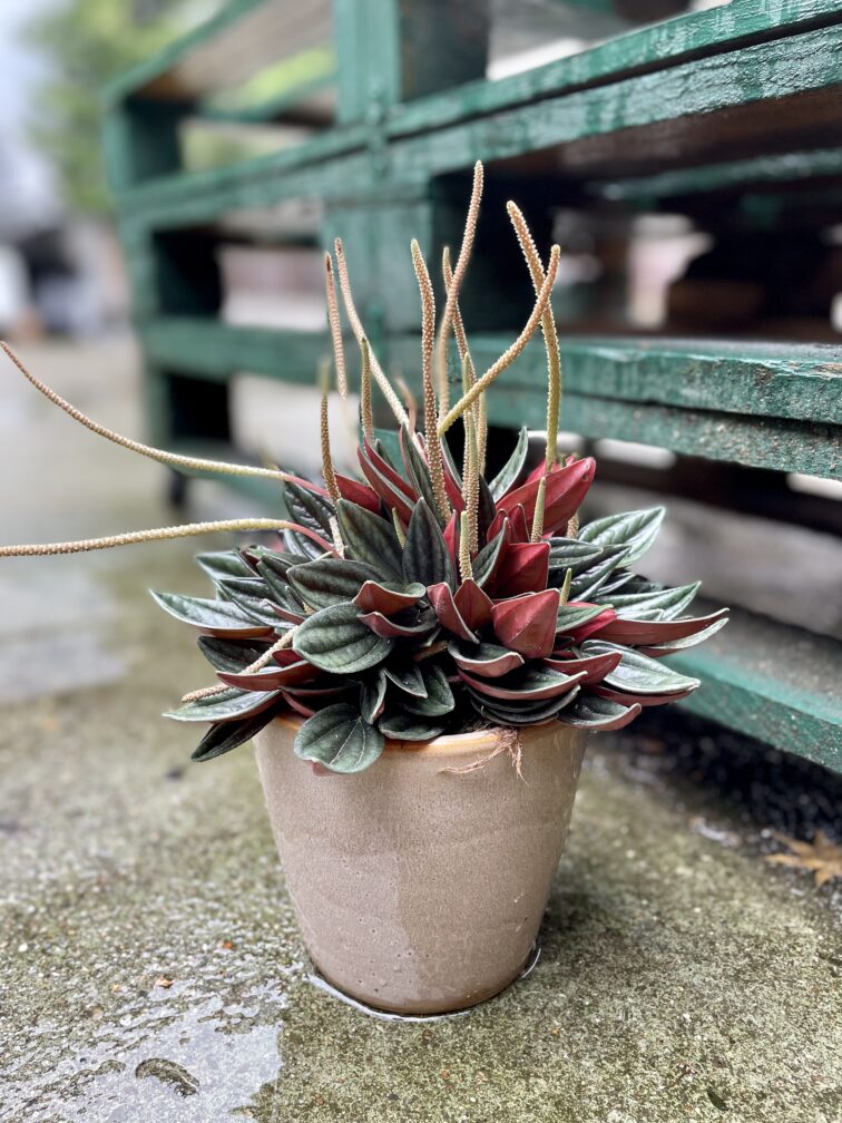 peperomia-rosso_12x20-1_1687595721.jpg Zdjęcie rosliny doniczkowej Peperomia caperata Rosso (Peperomia kędzierzawa), ujęcie 1