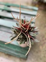Zdjęcie rosliny doniczkowej Peperomia caperata Rosso (Peperomia kędzierzawa), ujęcie 2