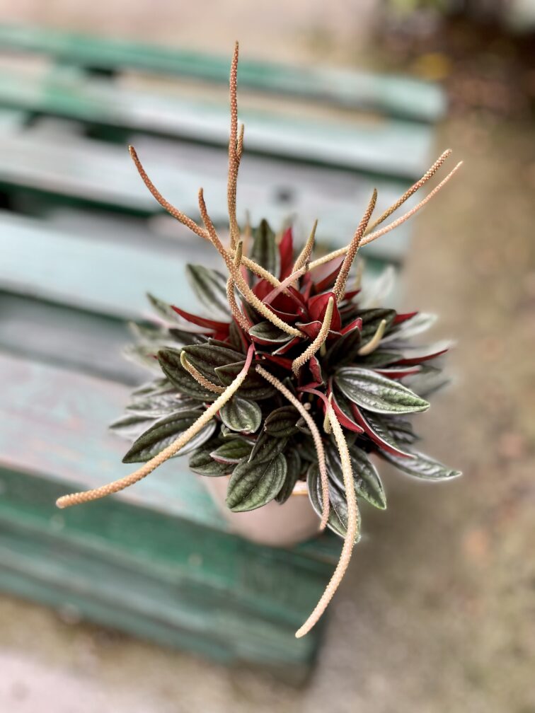 Zdjęcie rosliny doniczkowej Peperomia caperata Rosso (Peperomia kędzierzawa), ujęcie 2