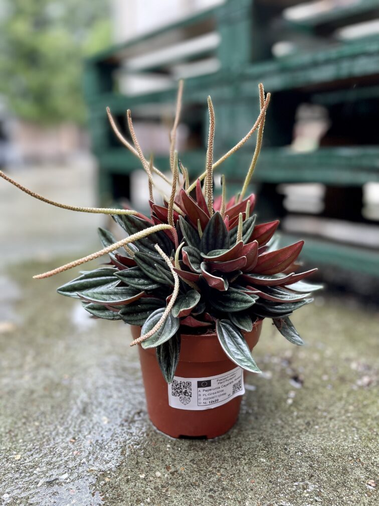 Zdjęcie rosliny doniczkowej Peperomia caperata Rosso (Peperomia kędzierzawa), ujęcie 3