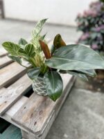 Zdjęcie rosliny doniczkowej Philodendron Birkin Congo, ujęcie 1
