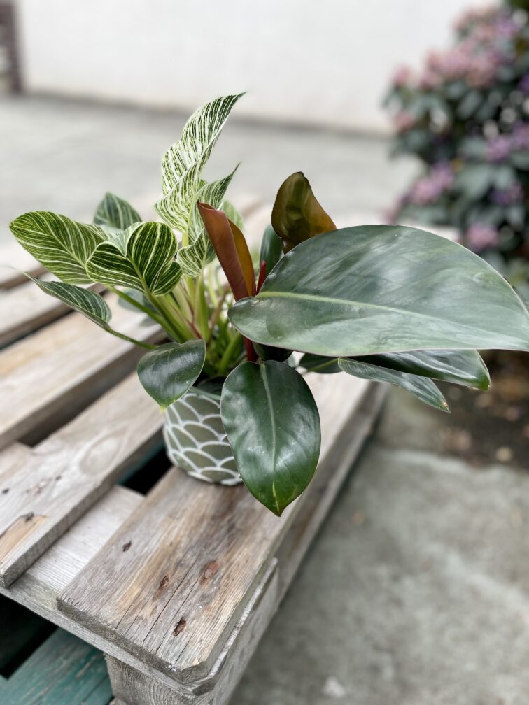 Zdjęcie rosliny doniczkowej Philodendron Birkin Congo, ujęcie 1
