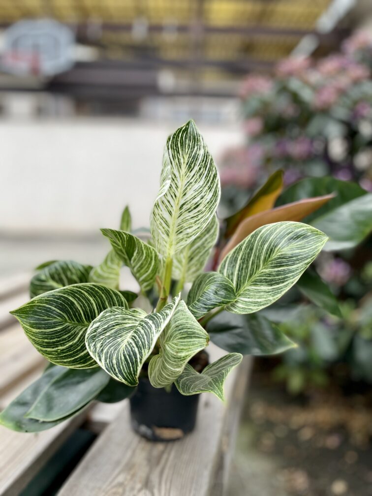 Zdjęcie rosliny doniczkowej Philodendron Birkin Congo, ujęcie 2